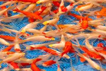 大和郡山の金魚を徹底解説！城下町が育む伝統と観光を満喫するガイド