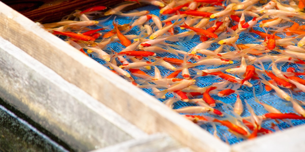 大和郡山の金魚を徹底解説!城下町が育む伝統と観光を満喫するガイド